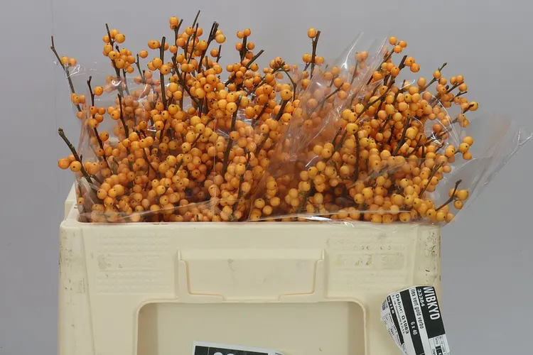 Ilex Golden Verboom 50 cm