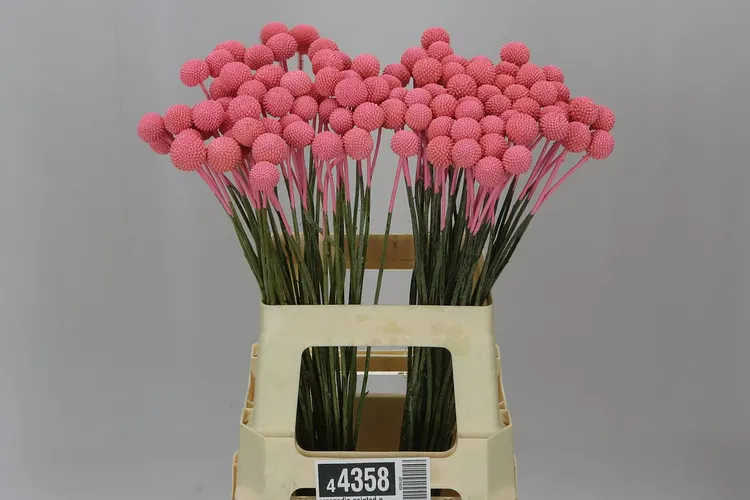 Craspedia Painted Pink 60 cm
