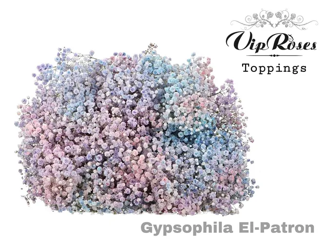 Gyps Pa El Patron 80 cm
