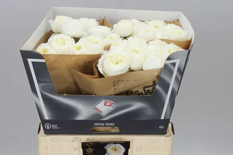Ruža záhradná Parfum Blanche! 60 cm