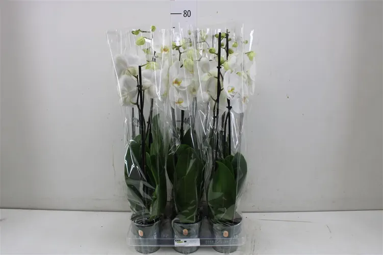 Phal Cambridge 2 Tak črepník 12 cm