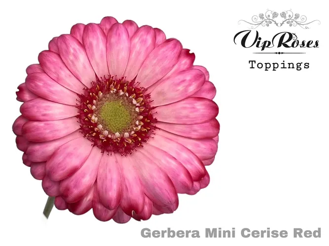 Ge Mi Cerise Red 50 cm
