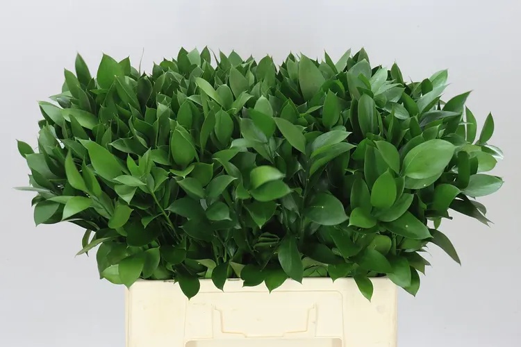 Ruscus Groot 60 cm