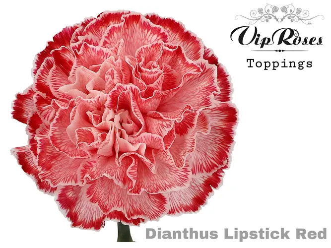 Di St Lipstick Red 60 cm