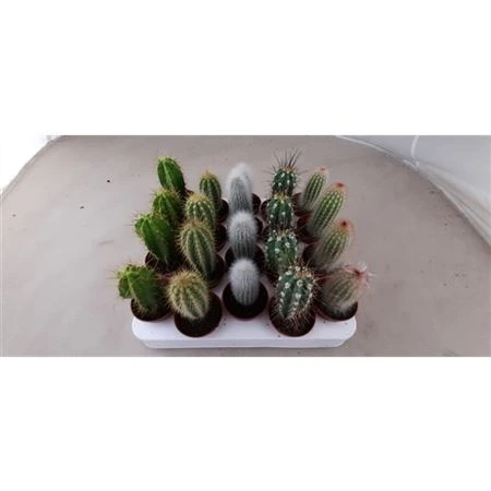 Kaktus Palen mix črepník 5,5 cm