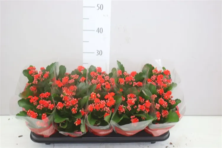 Kalanchoe Rosalina Rood črepník 10,5 cm