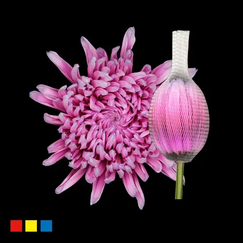 Chr G Stravina Splendid 70 cm