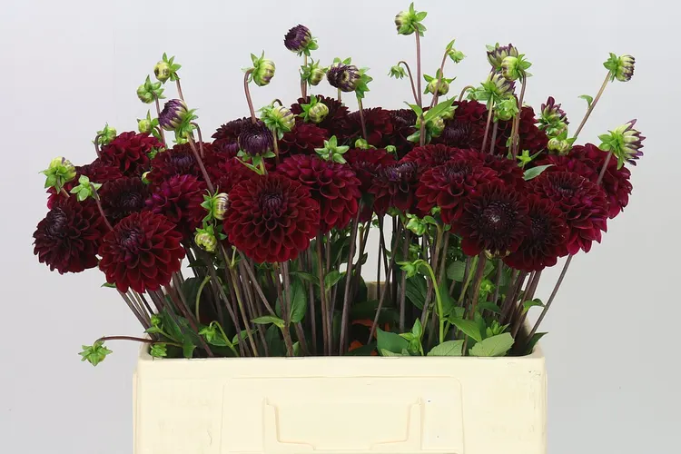 Dahlia Black Fox 50 cm