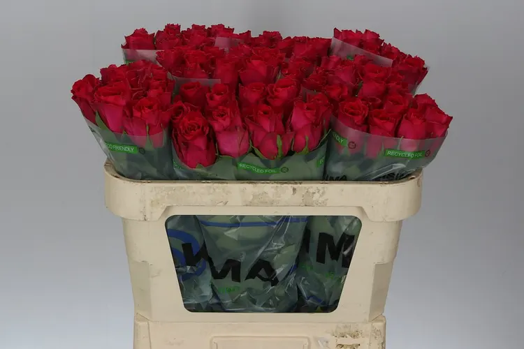 Ruža Madam Cerize 70 cm