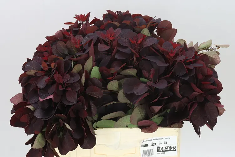 Cotinus Blad 60 cm