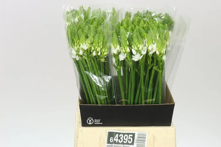 Ornithogalum Thyrsoides 50 cm
