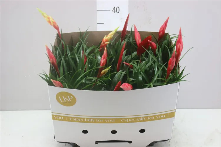 Vriesea Multi Gemengd črepník 12 cm