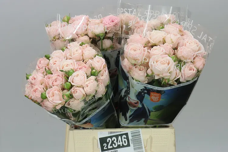 Rosa Tr Nynke 45 cm