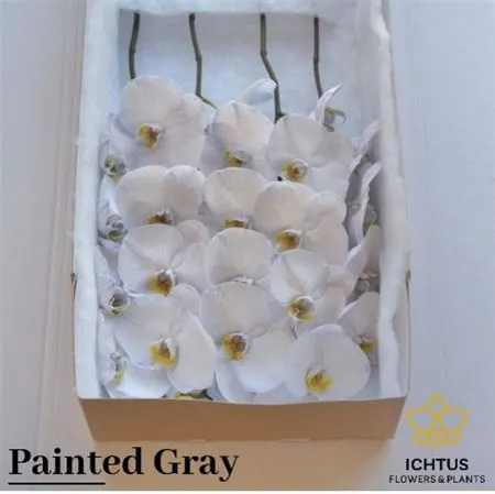 Phalanopsis Painted Grey X25