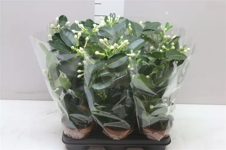 Stephanotis Fleur Parfum 3-5 črepník 12 cm