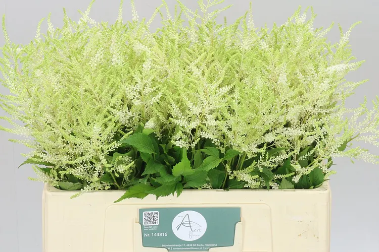 Astilbe Washingthon 55 cm
