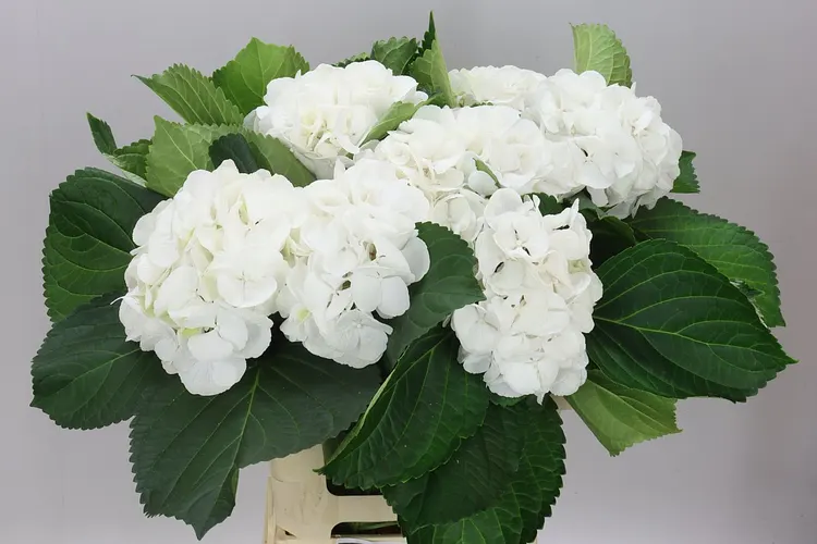 Hyd Schneeball 65 cm