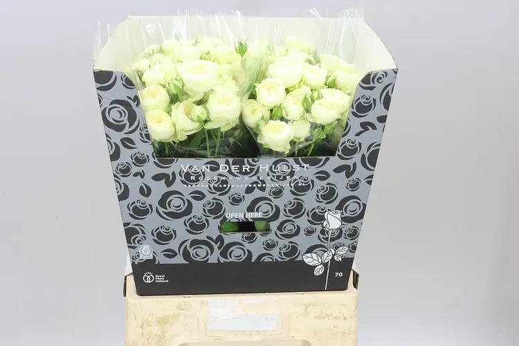 Rosa Tr Ayala! 70 cm