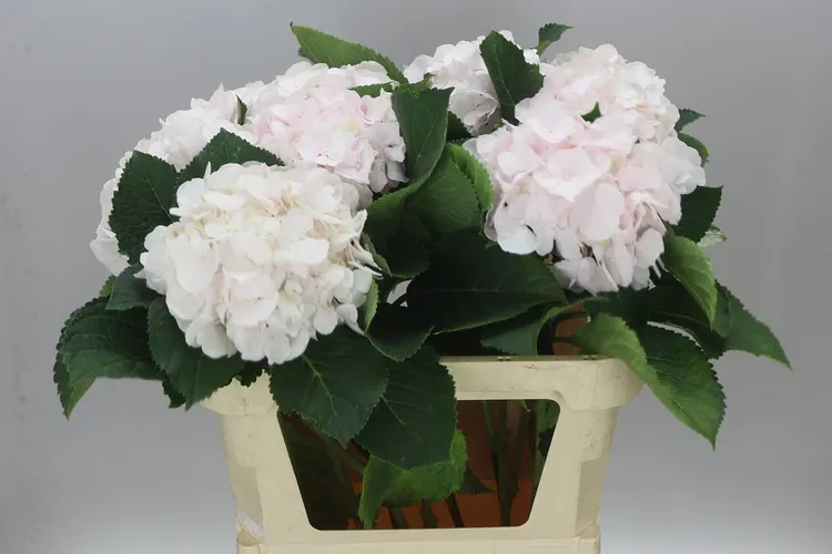 Hortenzia Sweet Verena 80 cm