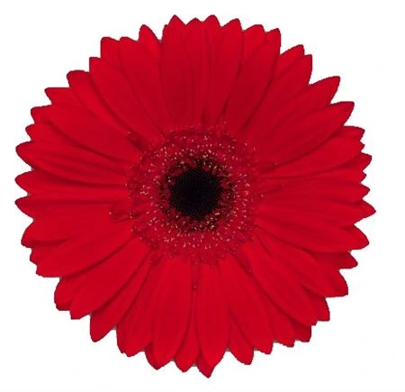 Gerbera Blinddate 45 cm