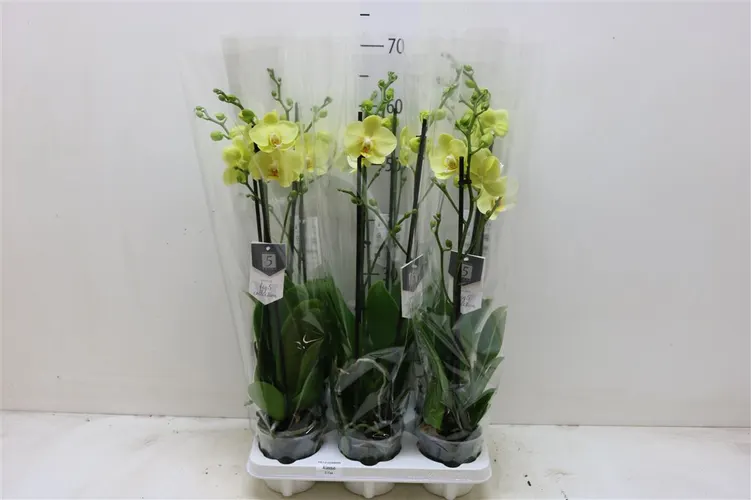 Phal Yellow 2 Tak črepník 12 cm