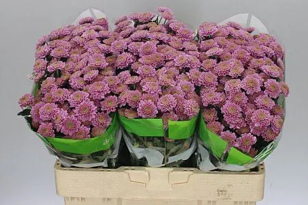 Sant Ellison 55 cm