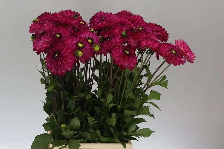 Dahlia Romantica 50 cm