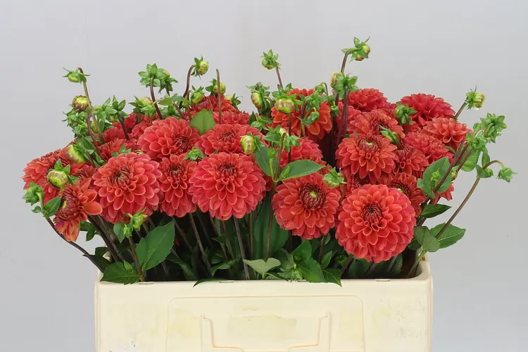 Dahlia Orange Fox 55 cm