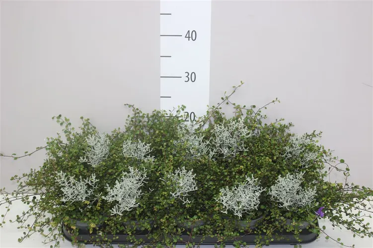 Calocephalus/muehlenbeckia črepník 12 cm