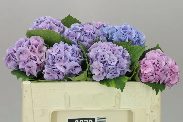 Hyd Lolly Pop Lavender 50 cm
