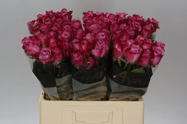 Ruža Deep Purple 60 cm