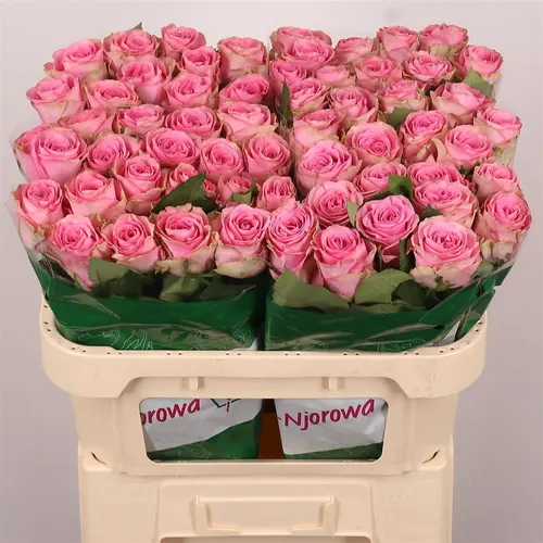 Rosa Gr Renaissance 70 cm
