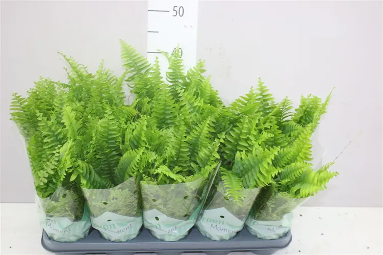 Nephrolepis Green Moment črepník 12 cm