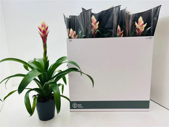 Guzmania Candy črepník 15 cm