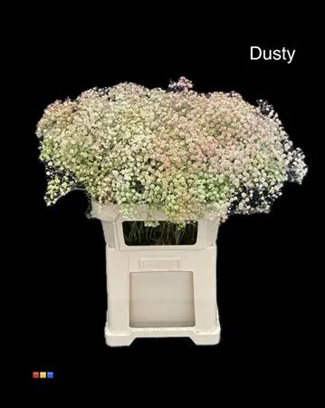 Gyps Xlence Dusty Hortensia 80 cm