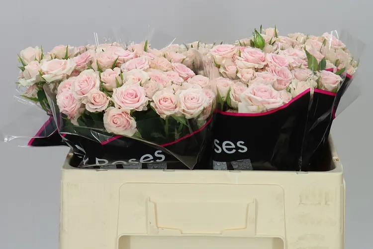 Rosa Tr Sweet Porcelina 50 cm