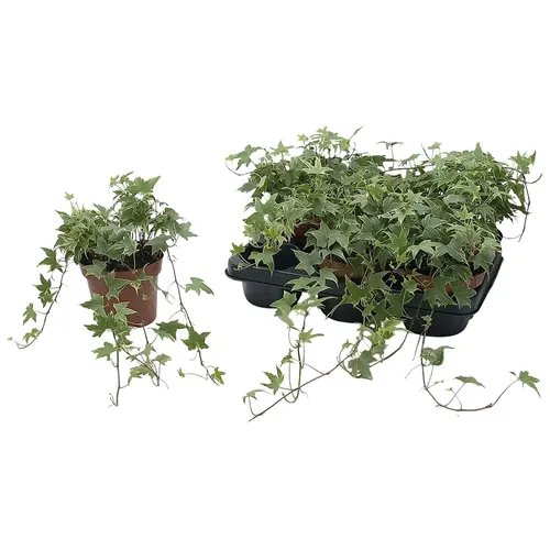 Hedera He Yellow Ripple črepník 13 cm