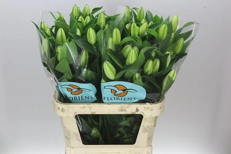 Ľalia orientálna Double Chardonnay 95 cm