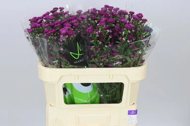 Aster Flash 70 cm
