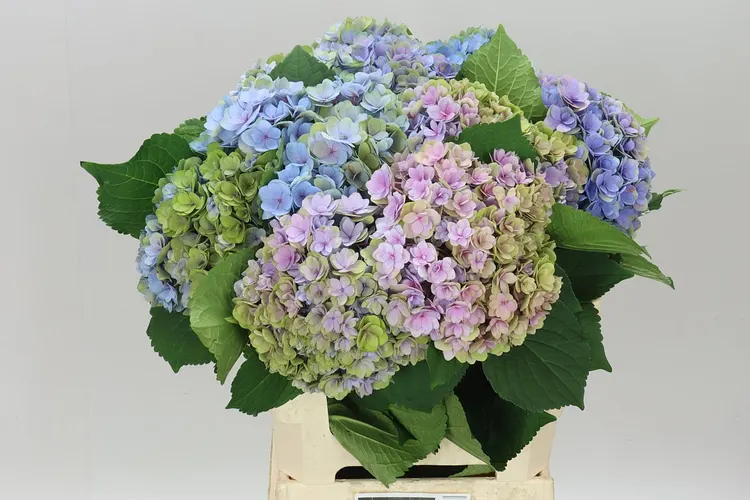 Hortenzia Majestic Lilac Classic 60 cm