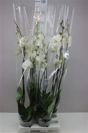 Phal Wit 3 Tak črepník 15 cm