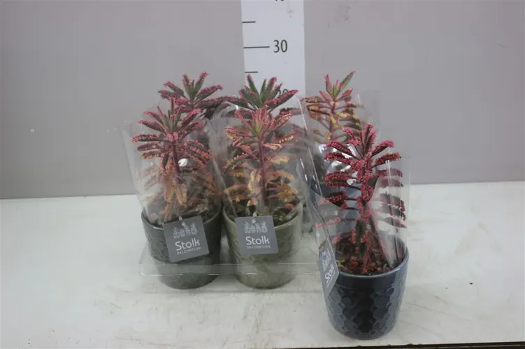 Kalanchoe Pink Special Gaia Keramiek črepník 13 cm