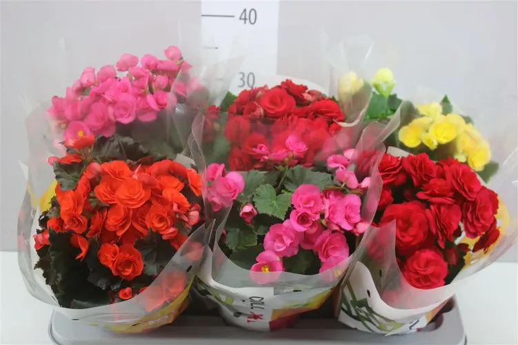 Begónia plnokvetá mix črepník 14 cm