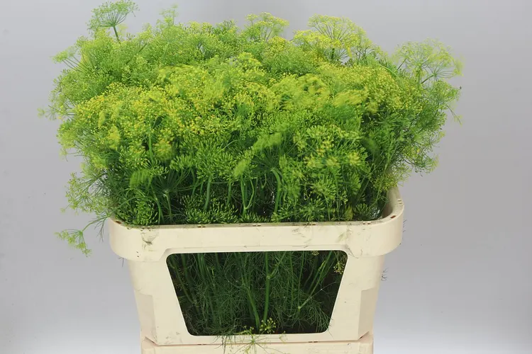 Anethum Graveolens 80 cm