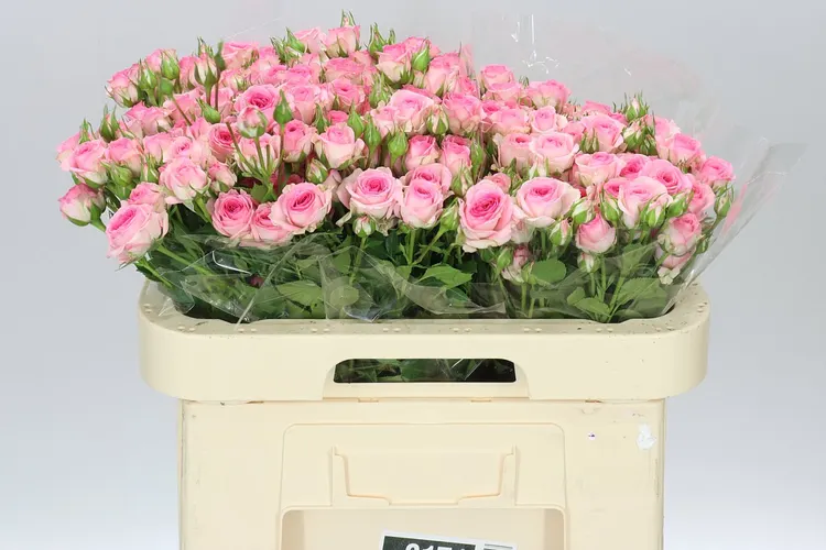 Rosa Tr Tralala 60 cm