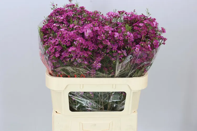 Chame Purple Rain 70 cm