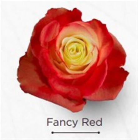 Ruža farbená Fancy Red, Ekvádor 50 cm