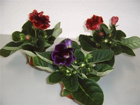 Sinningia mix črepník 12 cm