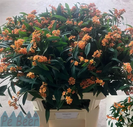 Euphorbia F T Sunstream 80 cm