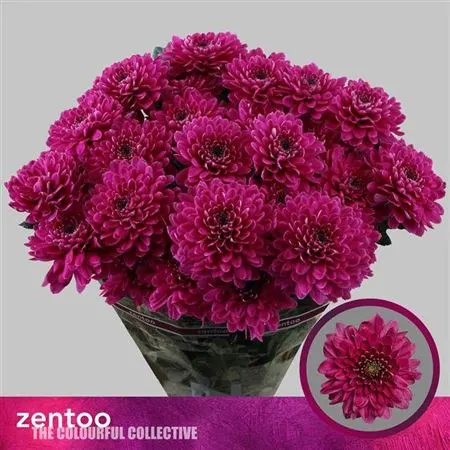 Chr T Fabienne Purpl 70 cm